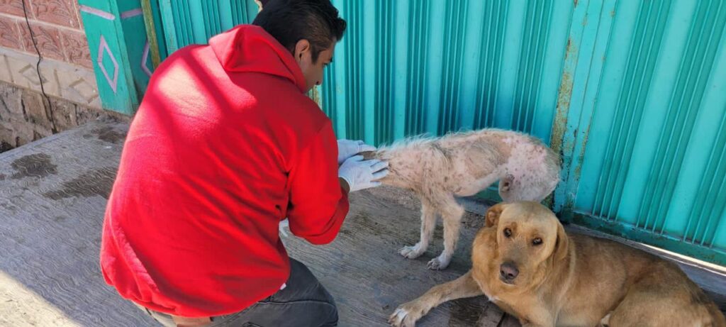 Así puedes realizar reportes en el centro municipal de adopción y bienestar animal (CEMA)