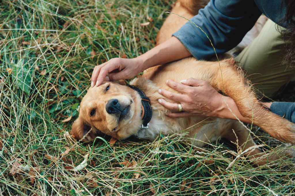 ¿Adoptaste? Aprende cómo cuidar de tu nueva mascota
