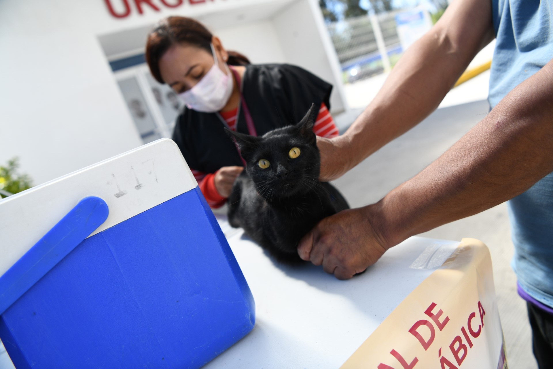 ¡Lleva a vacunar gratis a tus mascotas a los centros de salud!