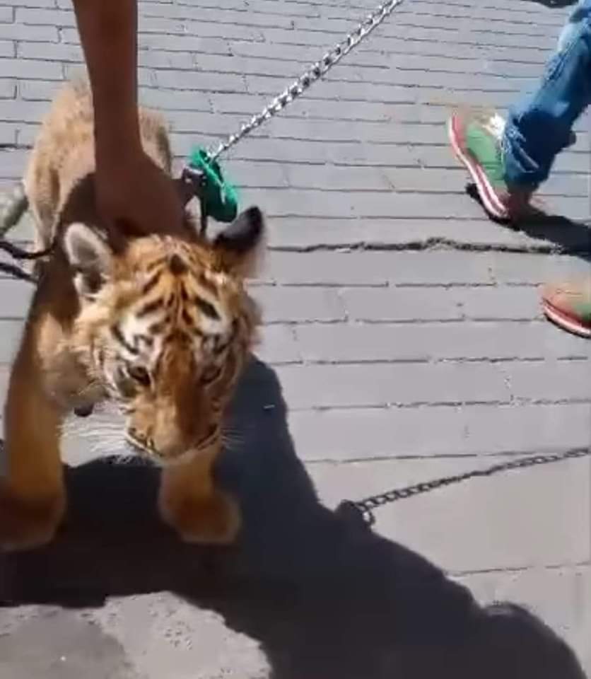 Genera sorpresa tigre que pasea en pleno centro de Tulancingo, Hidalgo