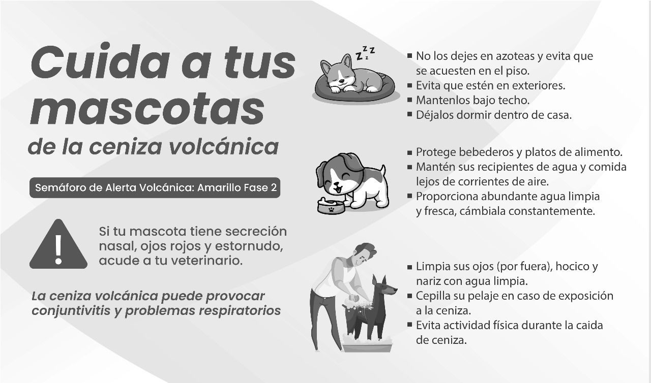 Conjuntivitis y males respiratorios, secuelas de la ceniza volcánica en mascotas: Protección Civil Atlixco