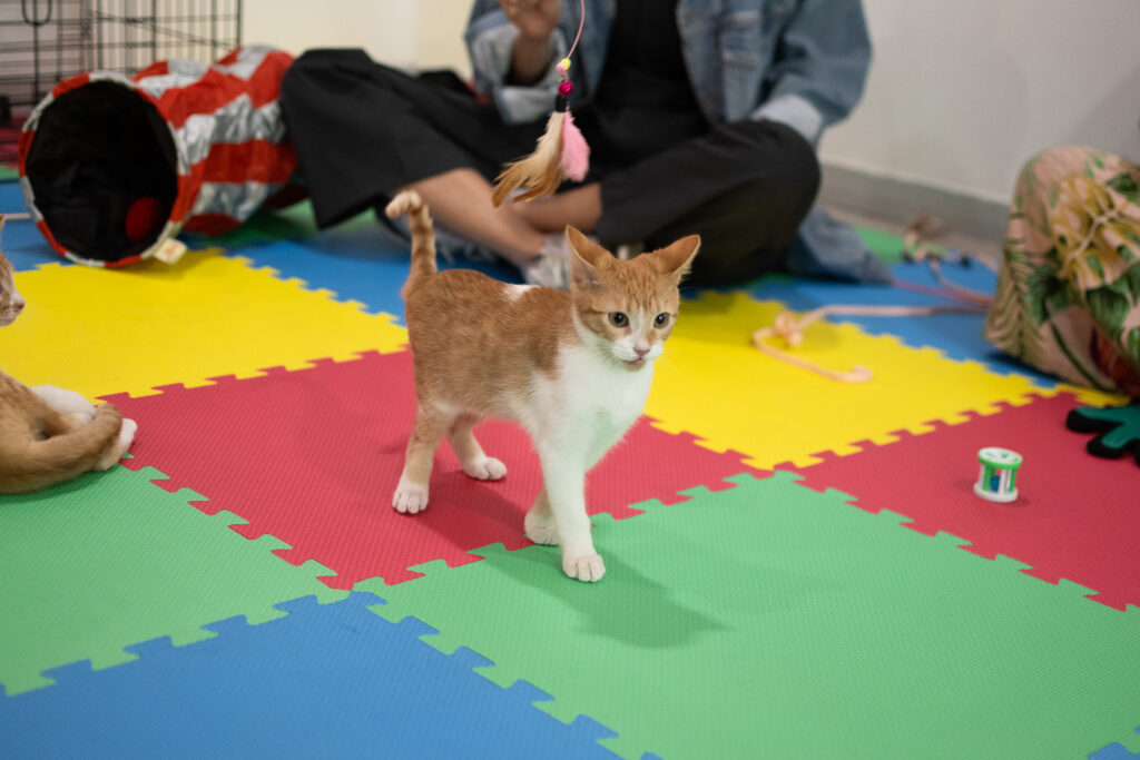 Inicio difícil, futuro increíble: ¿Cómo atender a tu mascota adoptada?