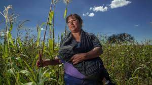 Entre octubre de 2021 y septiembre de 2022, 19 de cada 100 personas responsables de las unidades de producción agropecuaria eran mujeres