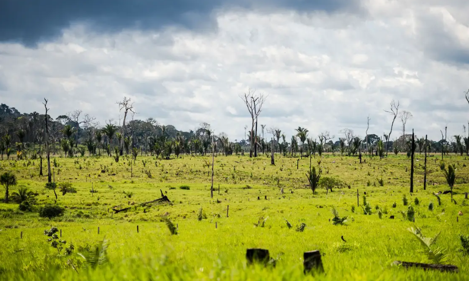 La degradación en la Amazonía supera en tres veces la deforestación
