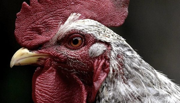 Transmisión de gripe aviar H5N1 a humanos preocupa a la OMS; pide vigilar la evolución