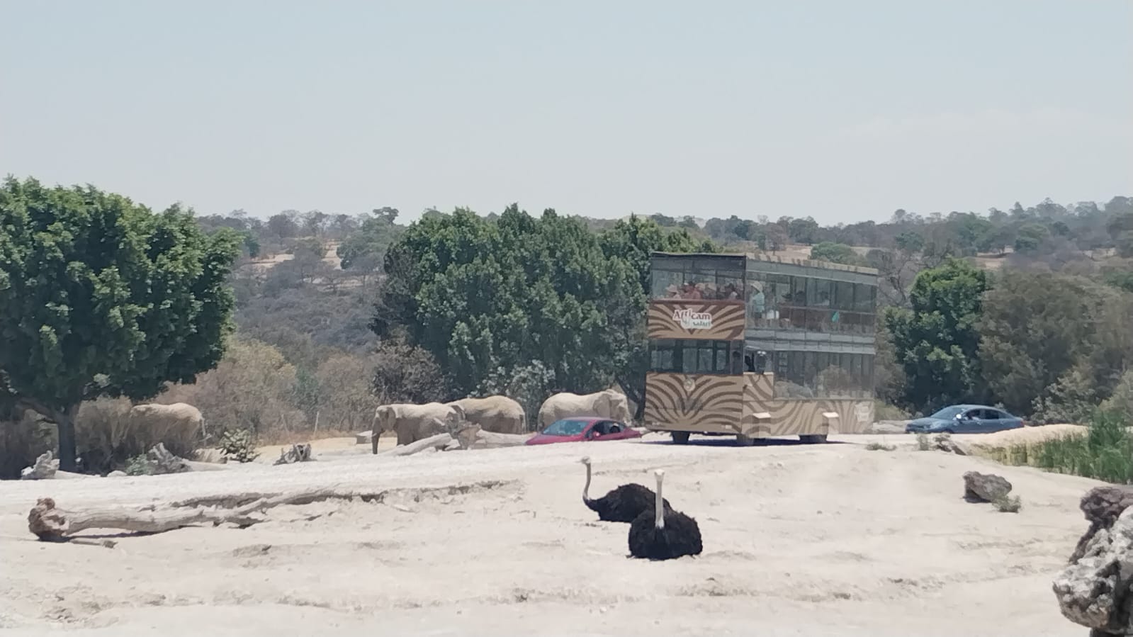 Video desde Puebla: Así vivieron el eclipse solar la jirafa Benito, búfalos, venados, etc