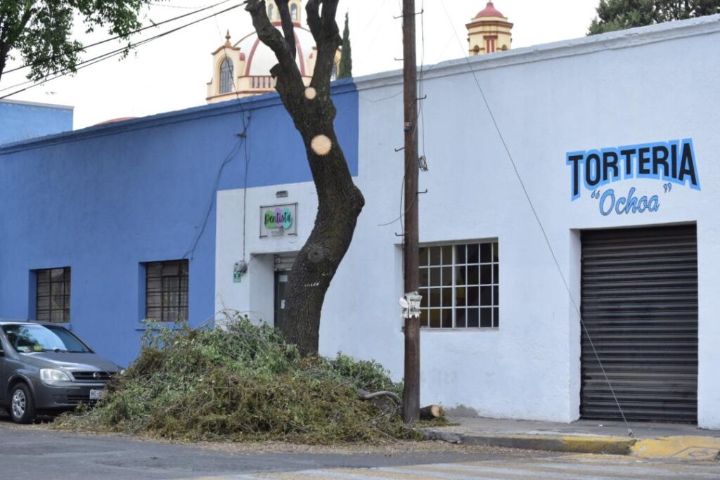 Urge reforestar zonas urbanas