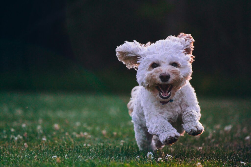 ¿Qué debe comer mi perro? Ve la mejor opción según Profeco