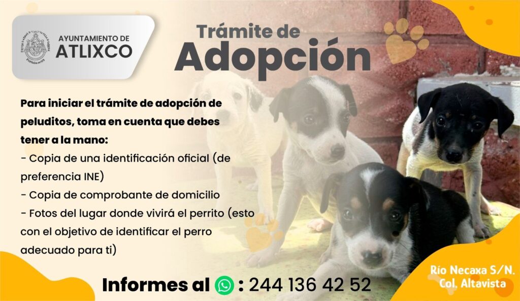 Desde Atlixco: ¡Cambia la vida de un perrito o gatito, el Centro Municipal de Adopción y Bienestar Animal te dice cómo!