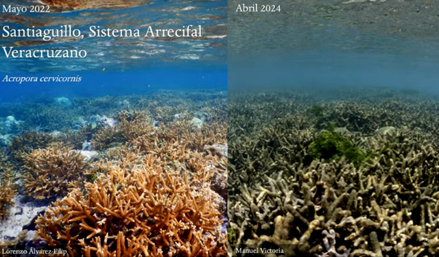 En riesgo, los arrecifes en México debido a las altas temperaturas, advierte científico: BUAP
