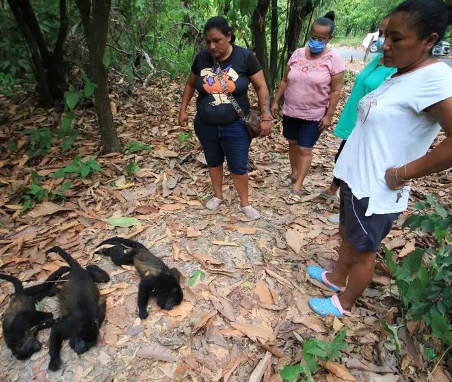 Semarnat investiga muerte de decenas de monos aulladores en Tabasco y Chiapas