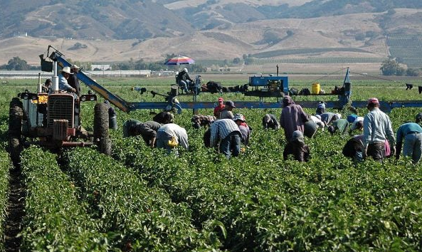 SRE confirma muerte de 6 agricultores mexicanos en accidente en EU