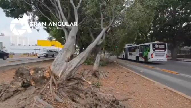 Video desde Puebla: Vientos derriban árbol afuera de Plaza Dorada
