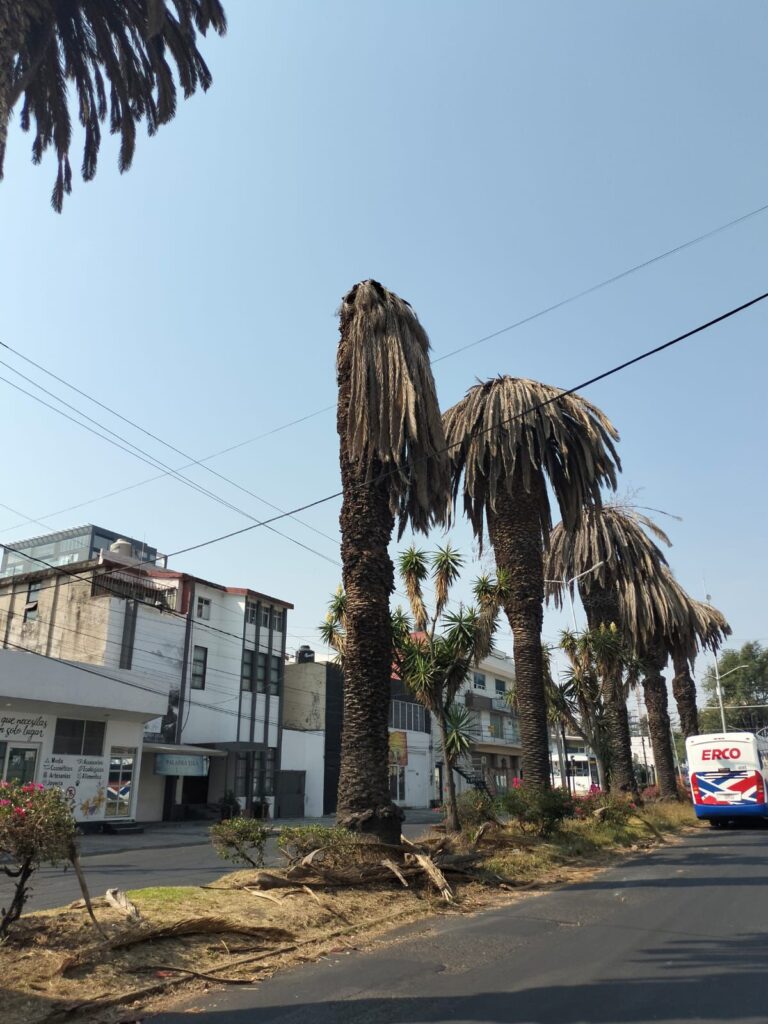 Retirarán palmeras muertas de la colonia La Paz