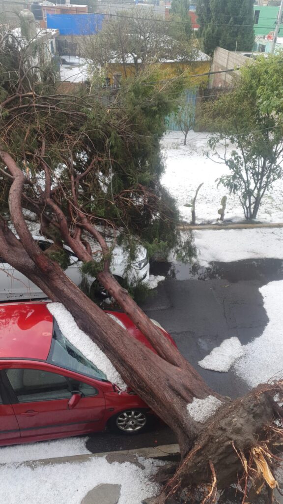 Video desde Puebla: Tormenta derriba árboles en la Angelópolis