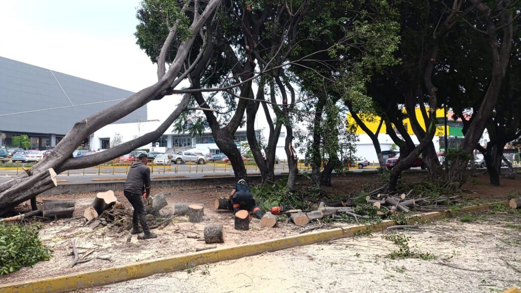 Fuertes vientos derribaron árboles en Puebla capital