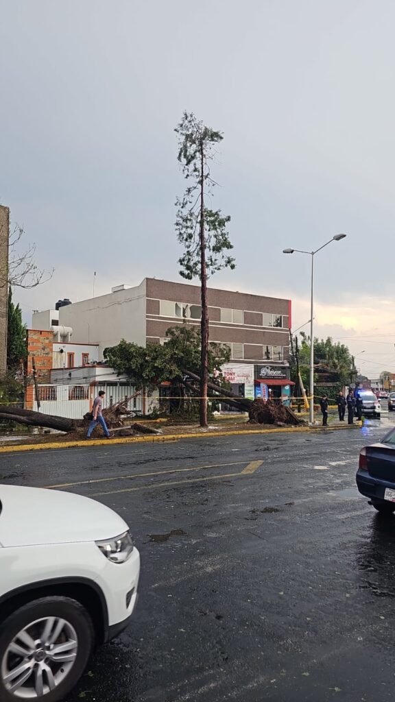 Fuerte tromba en Puebla derribó tres árboles en el blvd San Felipe