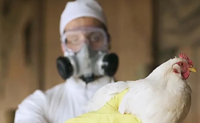 En México, la OMS confirma primera muerte humana mundial por Gripe Aviar H5N2