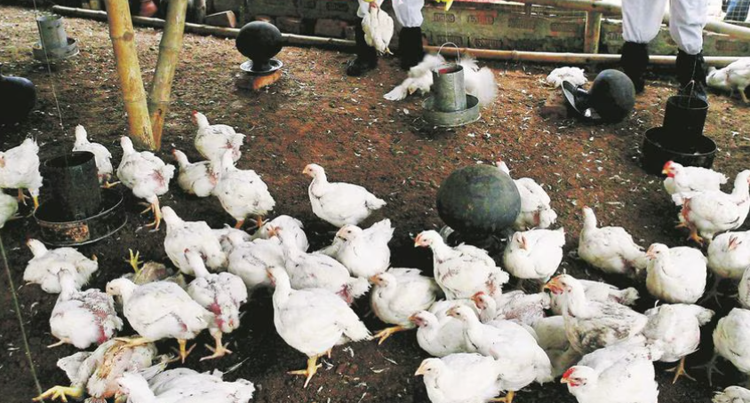 OMS aclara que reciente muerte en México de un paciente no es atribuible a la gripe aviar