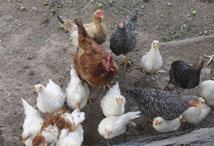 OMS confirma un caso humano de gripe aviar en la India