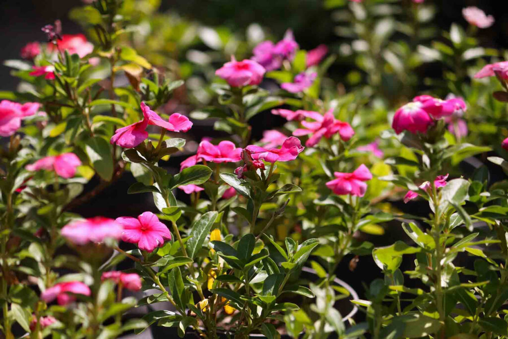 Cuida el ambiente desde tu hogar