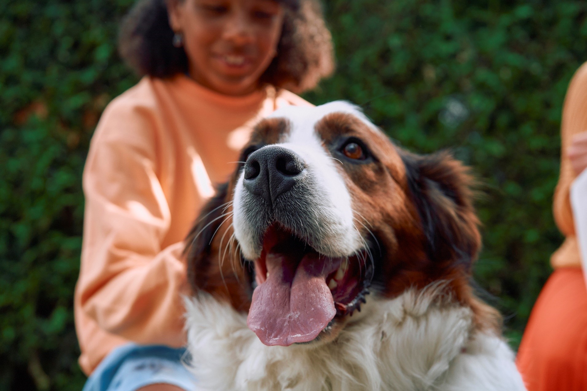 ¿Cómo prevenir las enfermedades más comunes de las mascotas?