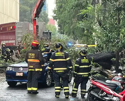 5 árboles caídos por lluvias en CDMX; uno mató a una mujer