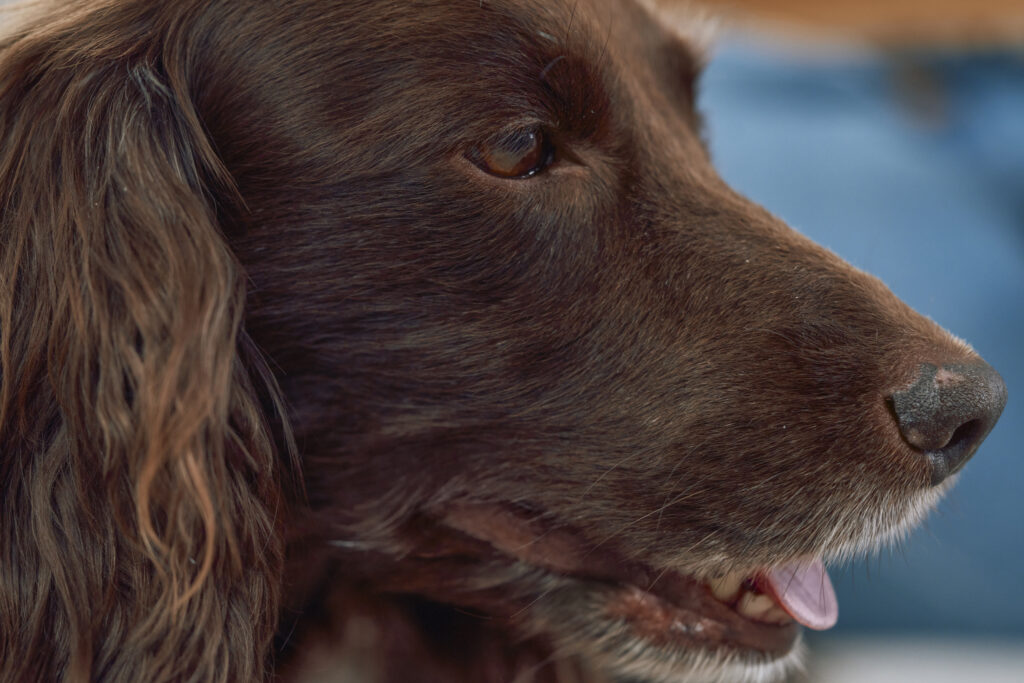 Moquillo en perros: ¿Qué es y cómo tratarlo para proteger a tu mascota?