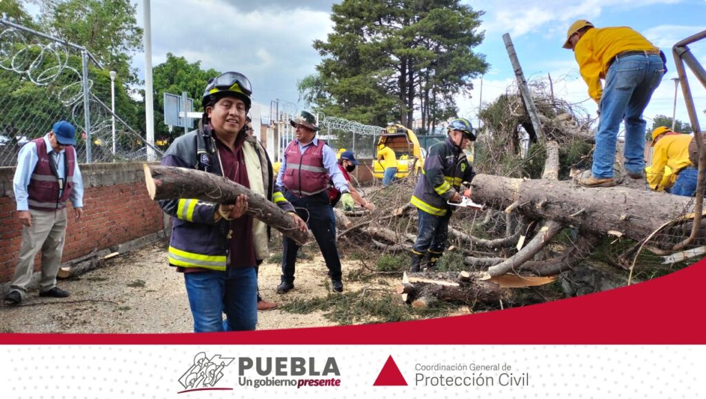 17 árboles cayeron en inmediaciones del Centro Escolar “José María Morelos y Pavón”