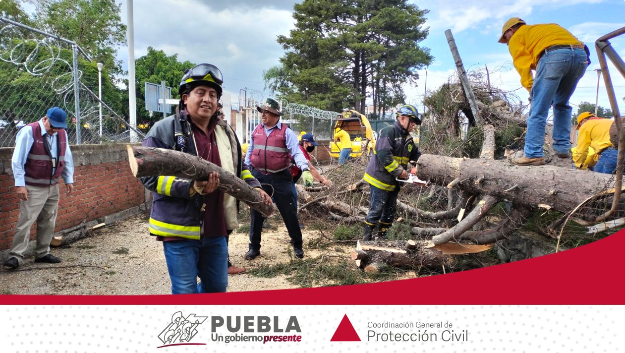 17 árboles cayeron en inmediaciones del Centro Escolar “José María Morelos y Pavón”