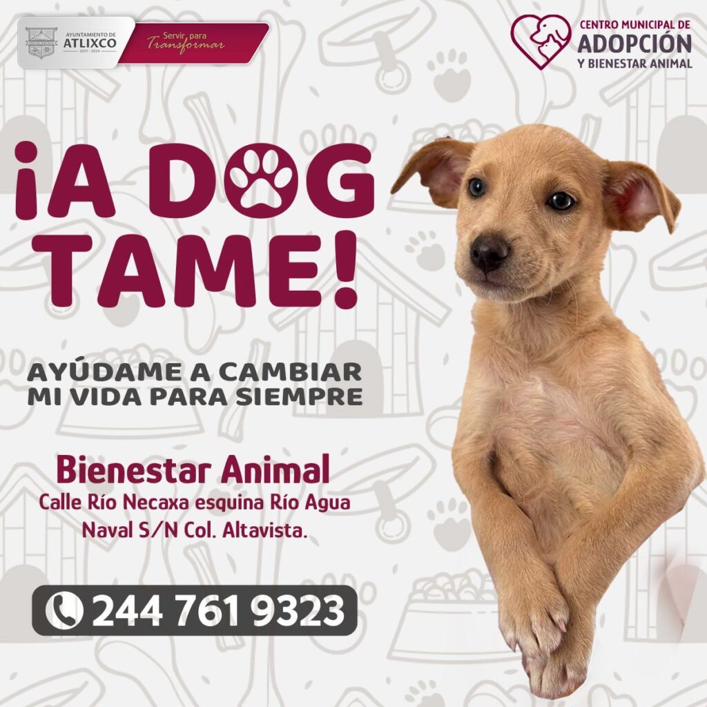 Desde Atlixco: El Centro Municipal de Adopción te ofrece la oportunidad de encontrar a tu verdadero mejor amigo