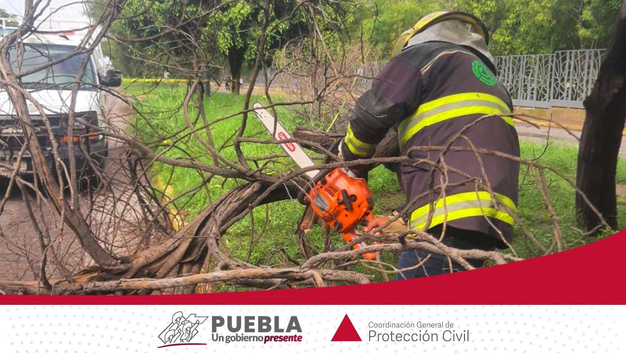 Atiende PC reportes de árboles caídos por lluvia