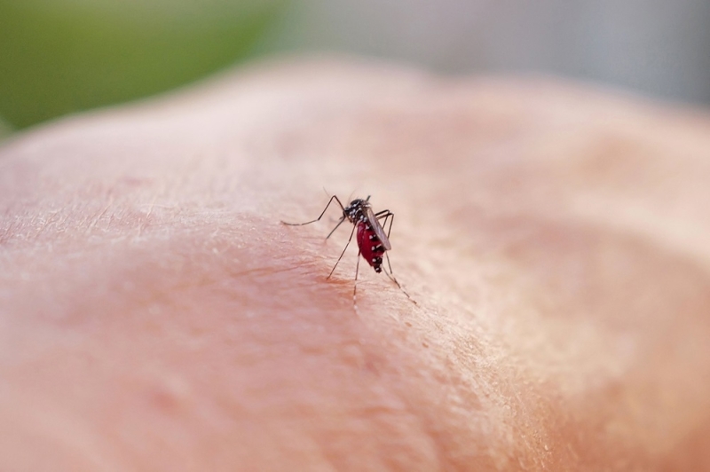 Brasil confirma primeras muertes globales por fiebre de Oropouche