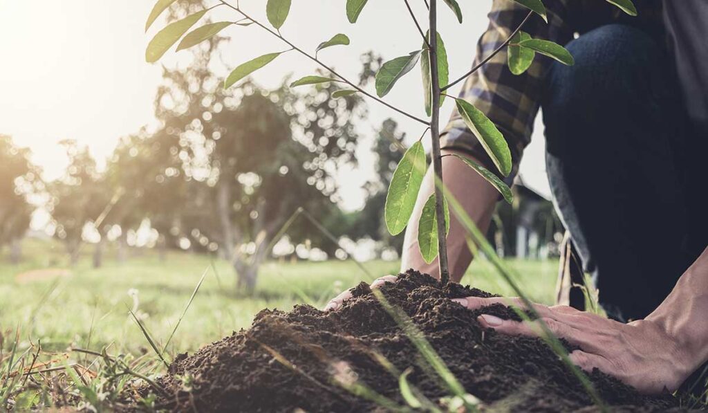 Sin excusas: Ayuda al planeta desde casa con 32 mil árboles plantados por anuncios