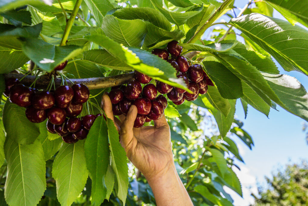 5 datos de las Cerezas de Verano que le interesan a los mexicanos