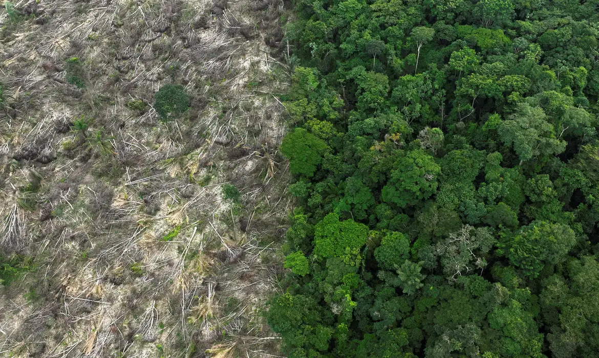 Biomas: Brasil ya ha perdido el 33% de su territorio natural