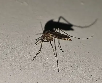 ¡Alerta por mosquitos y piquetes mortales! México reporta 34 mil casos de Dengue