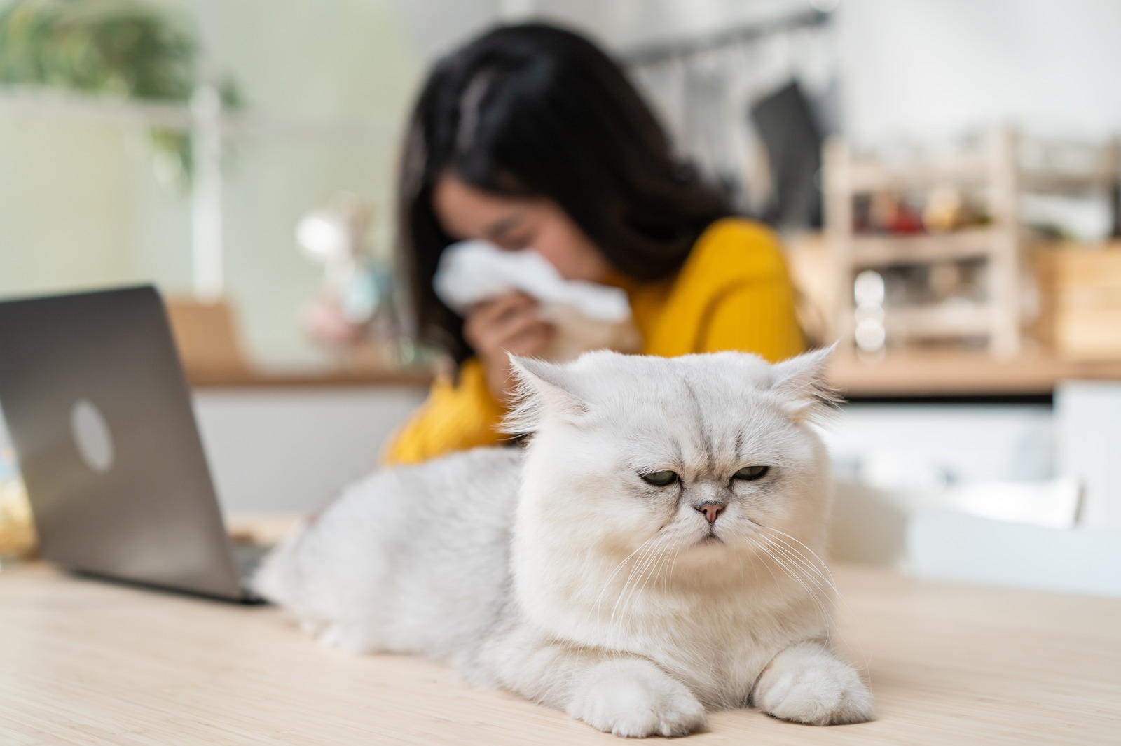 ¡Celebra el Día del Gato sin estornudos!