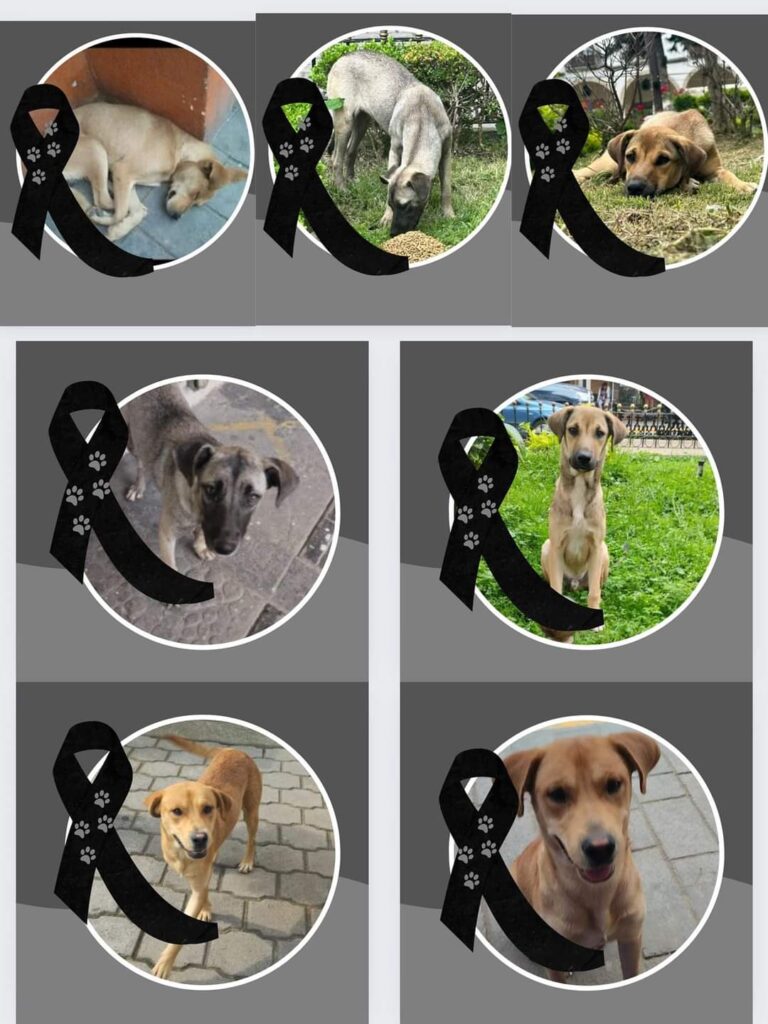 ¡Piden destitución de Karina Tenorio Luna por matanza masiva de perros en Huauchinango