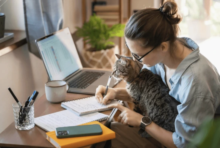 Día Internacional del Gato: MSD Salud Animal comparte una guía de cuidados especiales para cada etapa de su vida