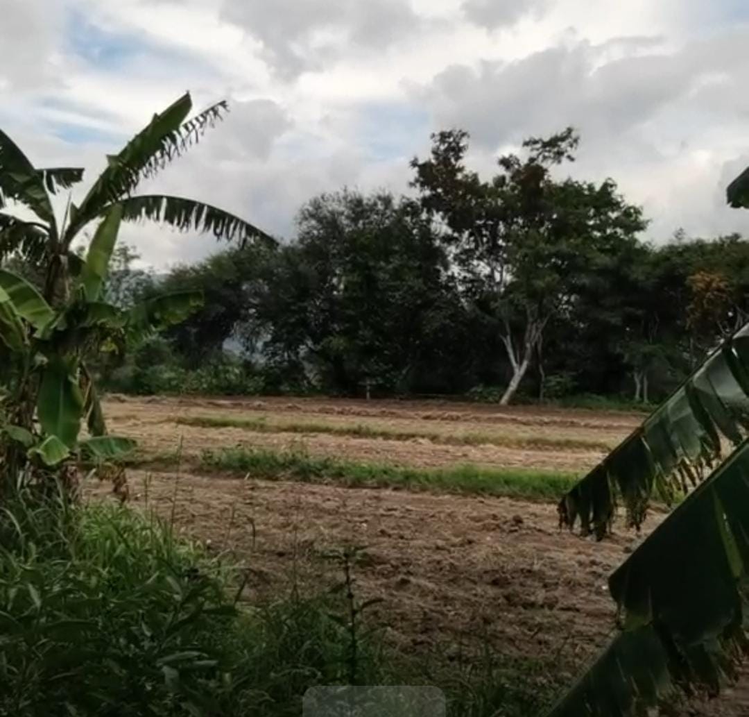 Hallan cadáver en Tehuacán; ya era devorado por la fauna