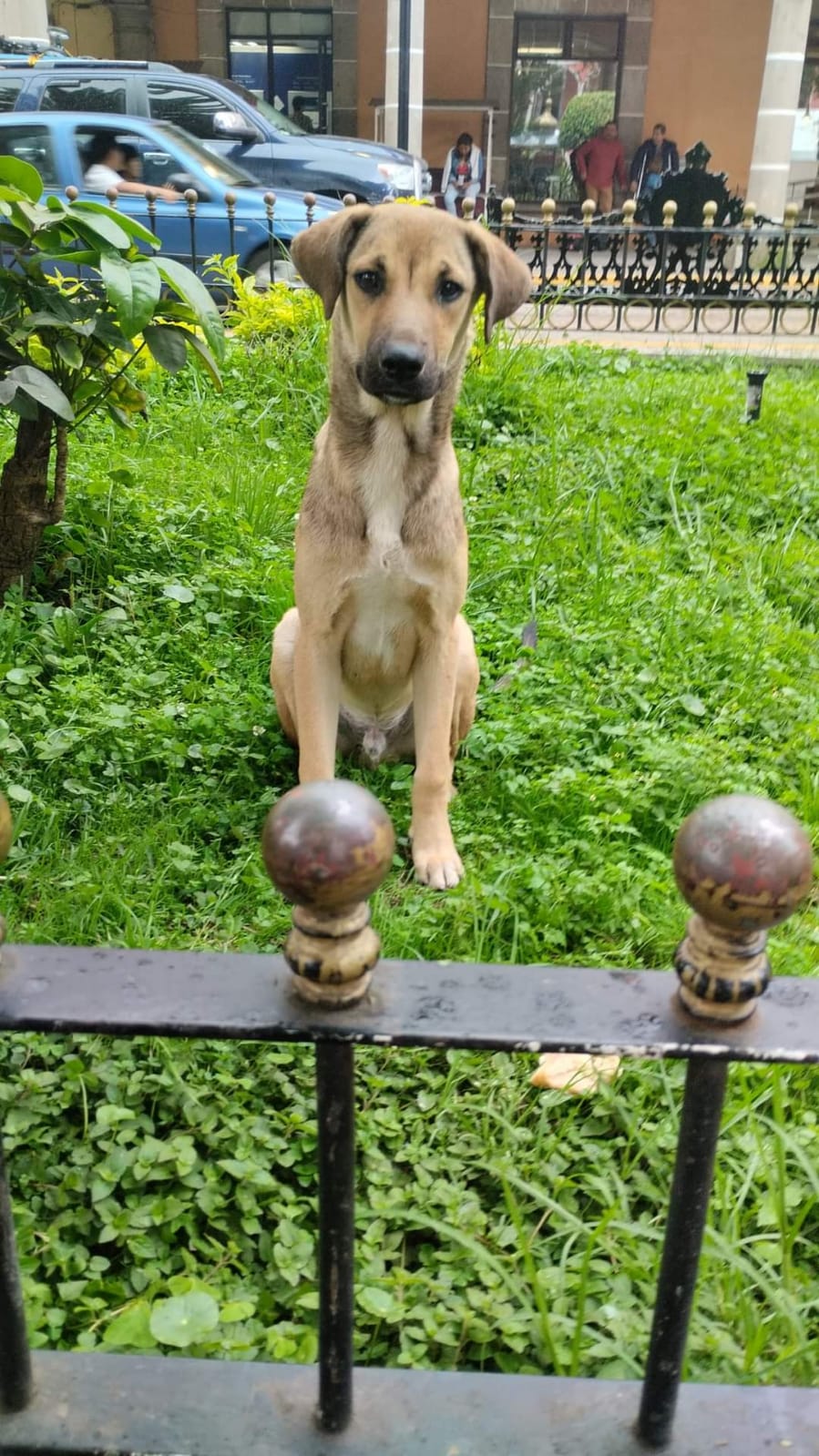 Envenenan a perritos de la calle en Huauchinango