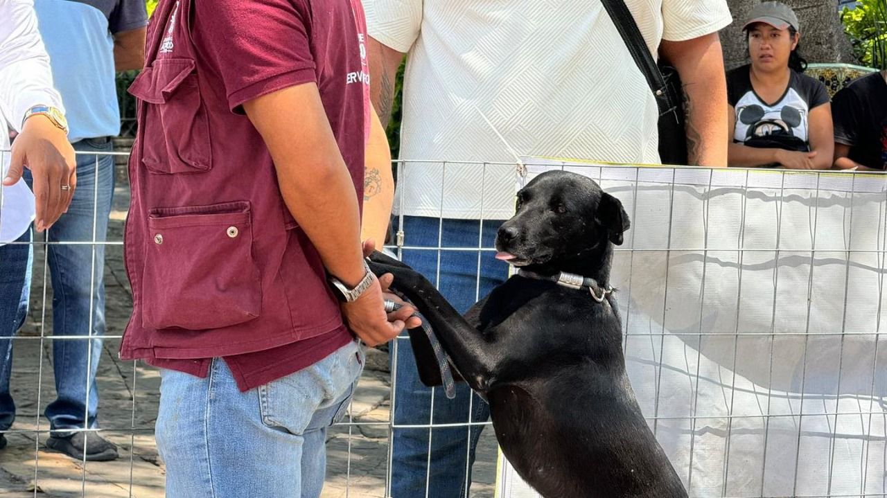 Desde Atlixco: ¡Súmate a la campaña de adopción de perros!