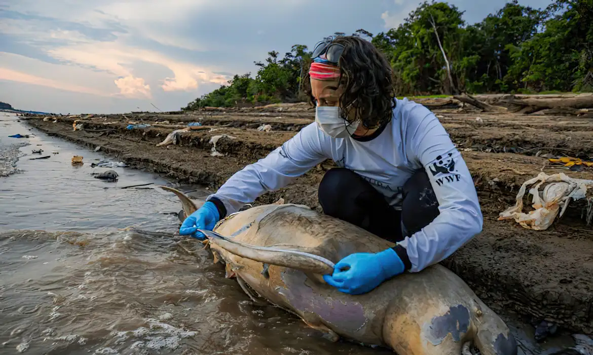 Operaciones de rescate intentan salvar a delfines amazónicos