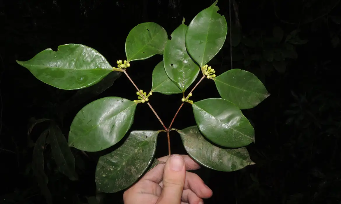 Río: Investigadores del Jardín Botánico descubren árbol raro