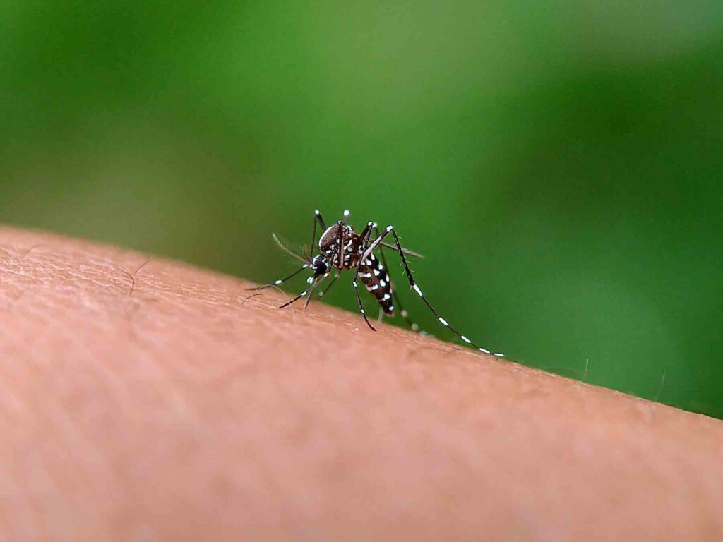 Dengue: amenaza estacional o solo un reflejo del cambio climático