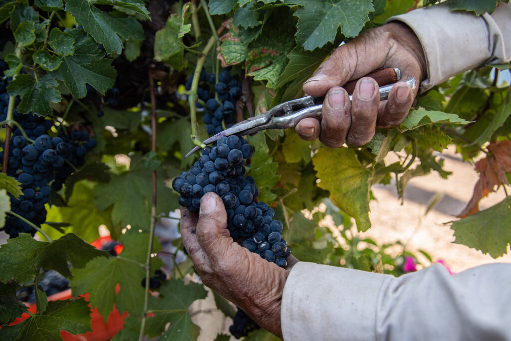 34 medallas en lo que va del 2024 impulsan el reconocimiento de Aguascalientes en la Vitivinicultura