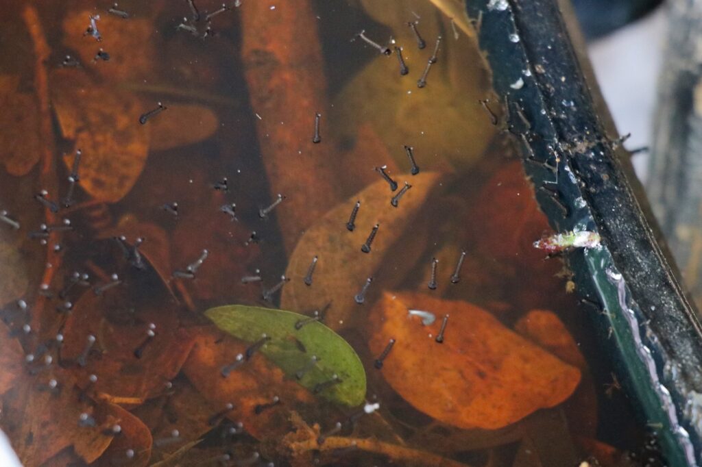 69 municipios con dengue en Puebla 