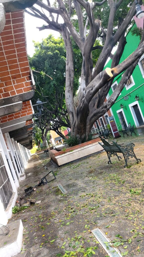 Video: Por caída de enorme árbol, cierran vialidades en el Barrio del Artista