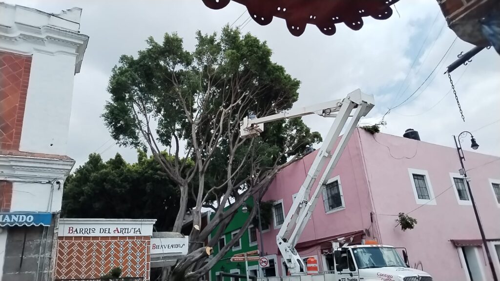 Video: Retiran árbol del barrio del Artista que cayó por la fuerte lluvia